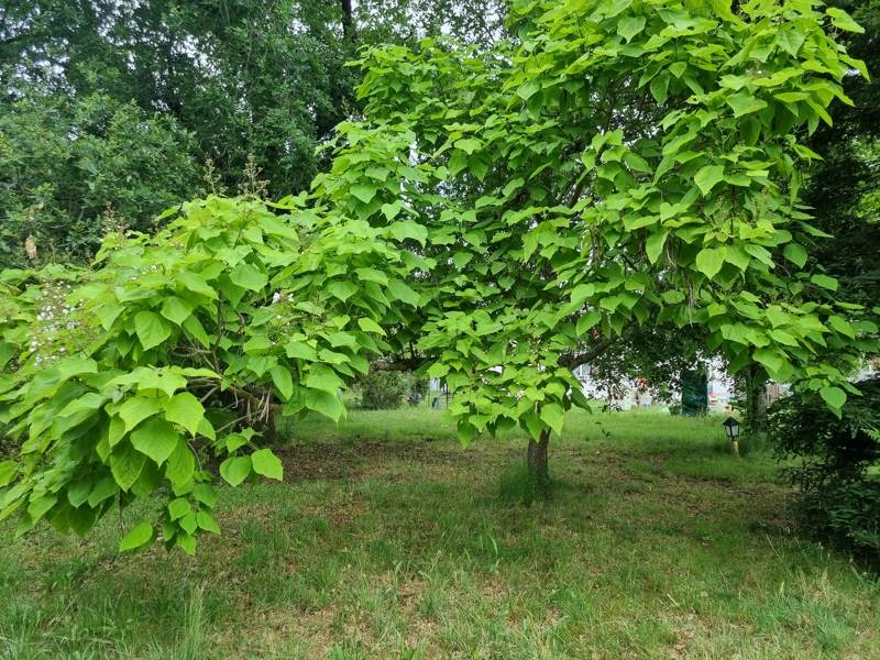 Vente Terrain GUJAN MESTRAS - -2190 m² - (33470)