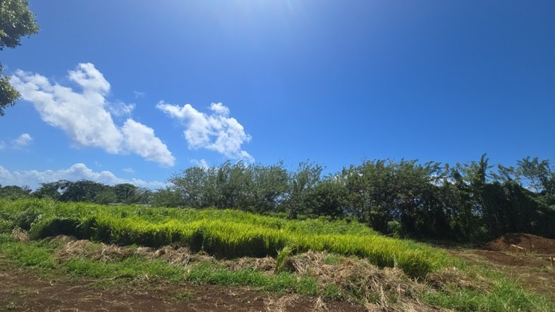 Vente Terrain TROIS RIVIERES - -780 m² - (97114)