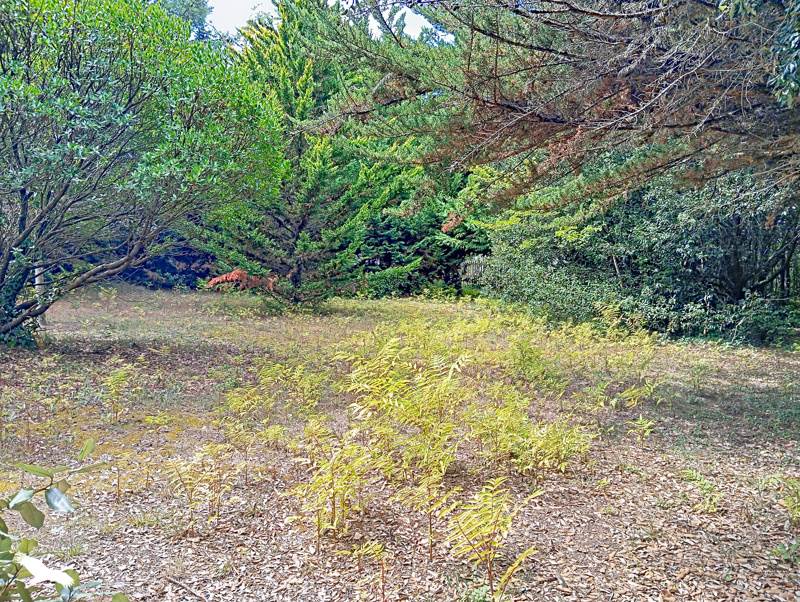 Vente Maison DOLUS D OLERON - 4 pièces -93 m² - (17550)