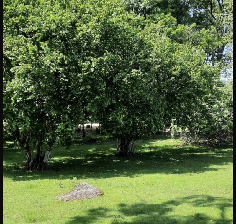 Vente Terrain NONTRON - -4928 m² - (24300)