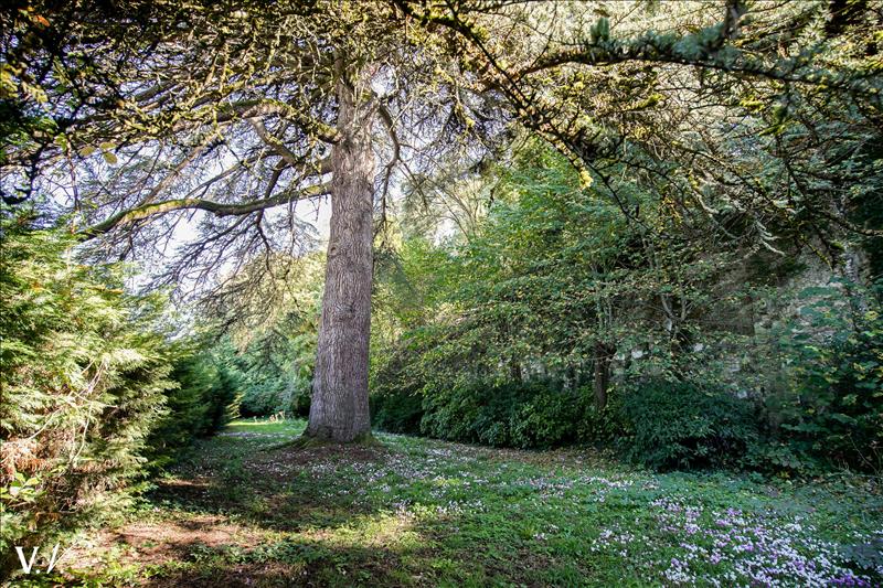 Vente Château ST AVERTIN - 21 pièces -750 m² - (37550)